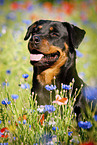 Rottweiler Portrait