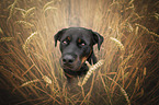 sitting Rottweiler