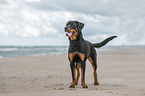 Rottweiler at the beach