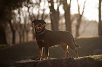 Rottweiler