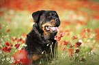 Rottweiler in the poppy