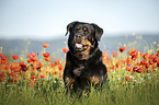 Rottweiler in the poppy