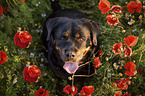 Rottweiler in the poppy