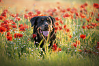 Rottweiler in the poppy