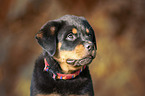 Rottweiler Puppy portrait