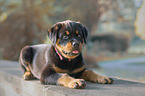 lying Rottweiler Puppy