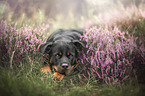 Rottweiler in the heath