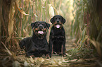 sitting Rottweiler