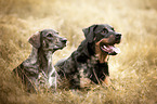 Rottweiler with Galgo-Espanol-Mongrel