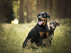 Rottweiler with Galgo-Espanol-Mongrel