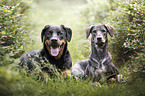 Rottweiler with Galgo-Espanol-Mongrel