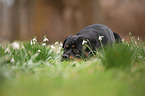 lying Rottweiler