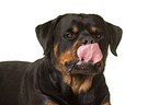 Rottweiler Portrait