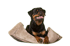 lying Rottweiler