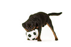 playing Rottweiler
