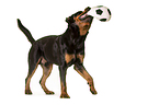 playing Rottweiler