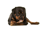 lying Rottweiler