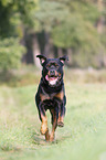 running Rottweiler