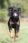 running Rottweiler
