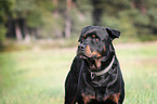 Rottweiler Portrait