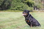 sitting Rottweiler