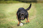 running Rottweiler