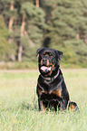 sitting Rottweiler