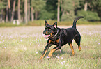 running Rottweiler