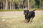 running Rottweiler
