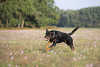 running Rottweiler