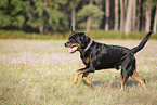 running Rottweiler