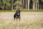 running Rottweiler