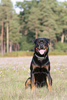 sitting Rottweiler