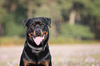 Rottweiler Portrait