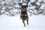 running Rottweiler