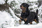 Rottweiler