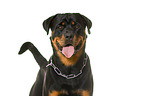 Rottweiler in front of white background