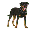 Rottweiler in front of white background