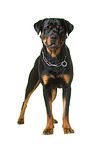 Rottweiler in front of white background