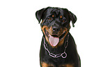 Rottweiler in front of white background