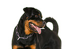 Rottweiler in front of white background