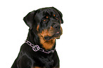 Rottweiler in front of white background