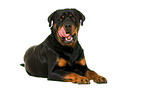 Rottweiler in front of white background