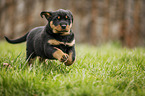 running Rottweiler Puppy