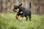 running Rottweiler Puppy