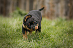 standing Rottweiler Puppy