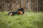 playing Rottweiler Puppy