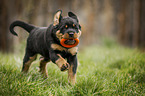 playing Rottweiler Puppy