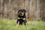 sitting Rottweiler Puppy