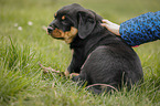 human with Rottweiler Puppy